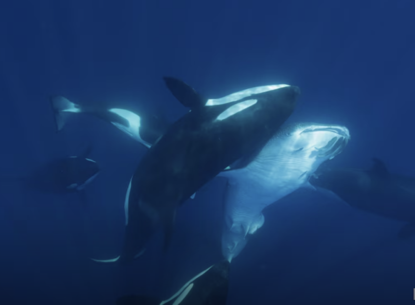 Orcas must flip whale sharks on their backs after repeatedly ramming the giant fish. Photo: Kelsey Williamson. Story: Brianna Randall